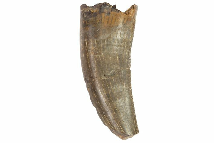 Bargain, Tyrannosaur Tooth - Judith River Formation #72344